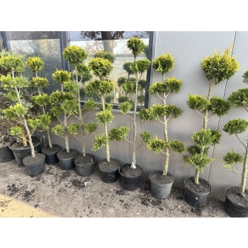 BONSAI Cyprysik Lawsona Ivonne wiele kul - sadzonki 150 / 180 cm